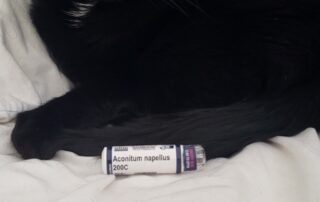 Cats and Homeopathy