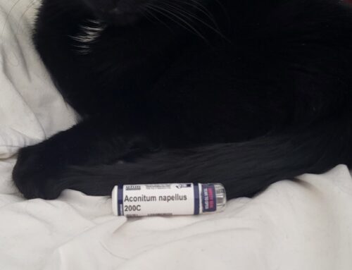 Using Homeopathy for Cats